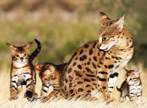 Savannah Cat and her Kittens Playing